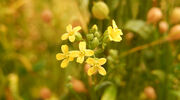 Yield10 teams up with Rothamsted Research to produce omega-3 oils in camelina