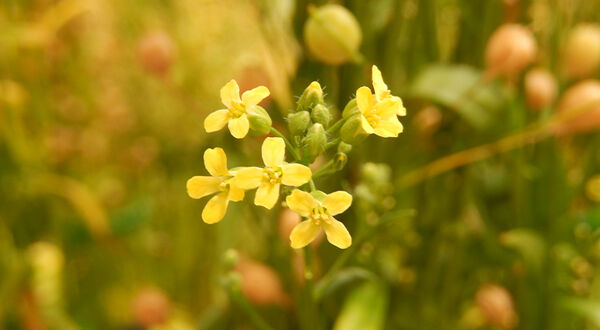Rothamsted Research grants Yield10 Bioscience exclusive technology licence to produce omega-3 products from camelina