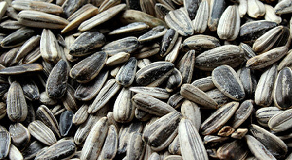 TNAU launches high-yielding sunflower variety