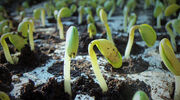 Calyxt to sell entire 2020 high oleic soyabean crop to ADM