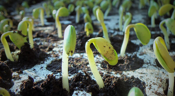 Calyxt to sell entire 2020 high oleic soyabean crop to ADM