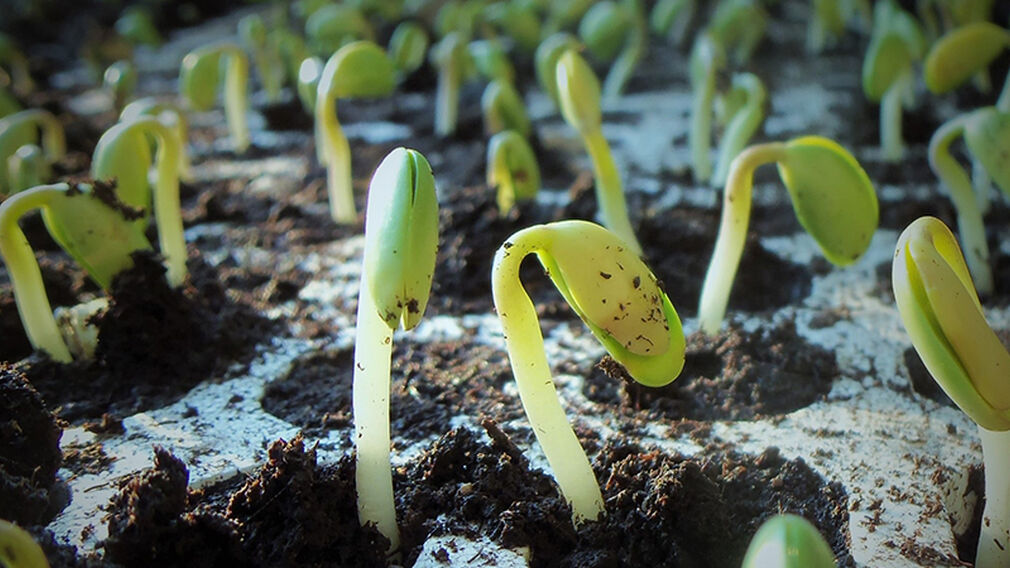 Calyxt to sell entire 2020 high oleic soyabean crop to ADM
