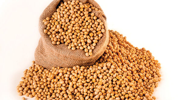 Argentine soyabean production to fall