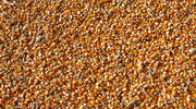 China approves two GMO corn varieties for import as feed demand surges