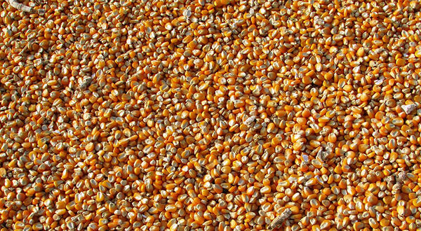 China approves two GMO corn varieties for import as feed demand surges