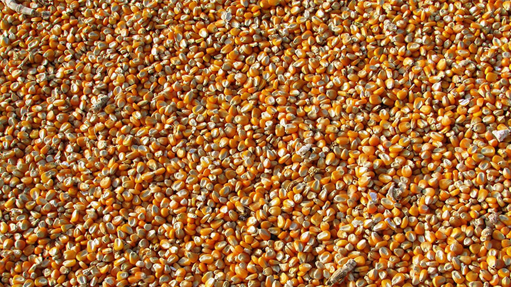China approves two GMO corn varieties for import as feed demand surges