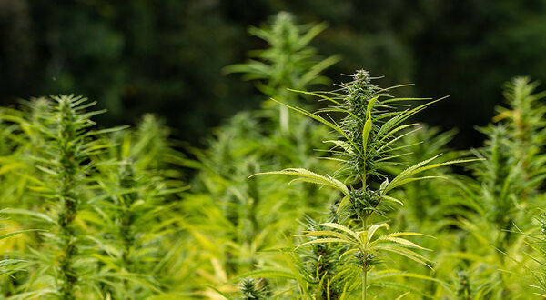 Panda Biotech begins commercial operations at industrial hemp processing facility in Texas