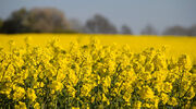 German demand for rapeseed oil biofuel expected to rise due to new GHG law