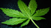 EC adds natural hemp-derived CBD to cosmetic ingredient database