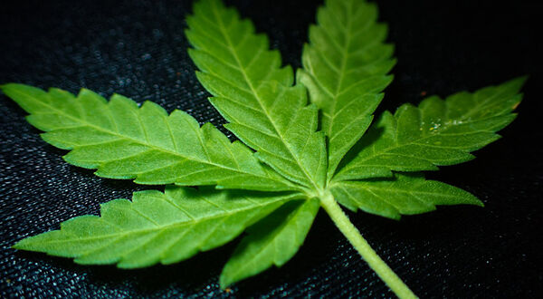 Calyxt technology transforms hemp genome