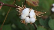 Bayer re-submits plan to plant GM cotton seeds in India