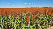 Researchers say new sorghum variant outperforms soyabeans in oil production