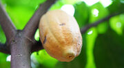 Cocoa prices dip as Ivory Coast raises crop forecast and West Africa rains improve outlook