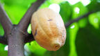 Cocoa prices dip as Ivory Coast raises crop forecast and West Africa rains improve outlook