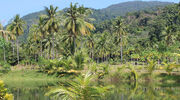 French BNP stops financial backing of soyabean clients on converted Amazon land