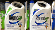 US appeals court upholds Roundup verdict in blow to Bayer