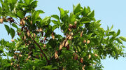 Southeast Asian consortium launches pilot project in Indonesia to evaluate pongamia as biofuel feedstock