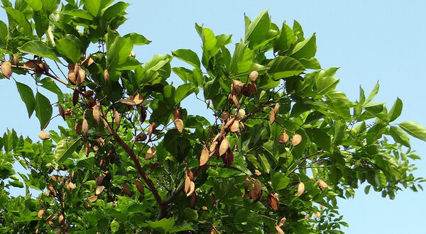 Investancia to plant 50m pongamia trees in Paraguay in HVO feedstock deal with ECB Group