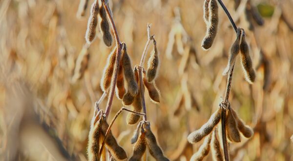 Round Table on Responsible Soy launches new corn standard and new version of soya standard