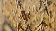 GrainCorp teams up with CSIRO and v2food for plant-based protein research project