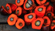 Sri Lanka bans palm oil imports and new plantations