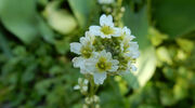 Bunge partners with CoverCress to launch new oilseed crop
