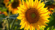 Scientists create biodegradable sponge from sunflower pollen