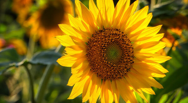 Black Sea sunflower harvest forecast to rise
