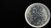 EU research project highlights marine microbes as bio replacements for surfactants and emulsifiers