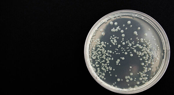 EU research project highlights marine microbes as bio replacements for surfactants and emulsifiers