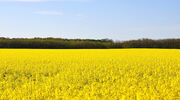 Viterra set to expand canola crush capacity with new facility
