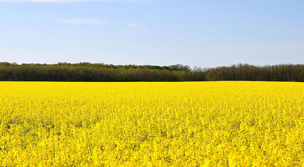Cargill set to build canola crushing plant after buying land at inland port in Saskatchewan
