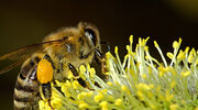 EU Court of Justice confirms ban on Bayer pesticides associated with harming bees