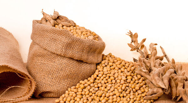 India lowers soyabean estimates due to delayed and erratic rain