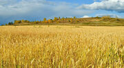 Brazil to import GMO corn from the USA