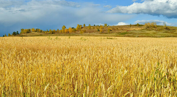 Mexico delays GMO corn permit approvals