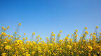 Evogene awarded €1.2M grant to develop oilseed crops with high CO₂ assimilation and drought tolerance
