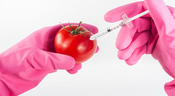 African Union (AU) developing GM guidelines to encourage wider adoption