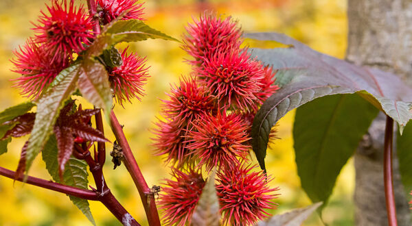 DSM teams up with Axis Communications to deliver camera parts made with castor bean oil