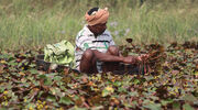Indian Prime Minister’s decision to repeal controversial farm laws after year of protests hits edible oil sector’s plans