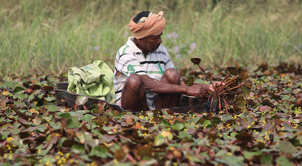 Indian Prime Minister’s decision to repeal controversial farm laws after year of protests hits edible oil sector’s plans