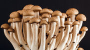 Mycorena develops fungi-based ingredient that mimic animal fats