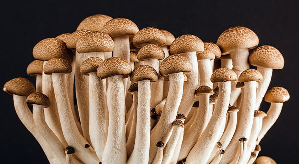 Mycorena develops fungi-based ingredient that mimic animal fats