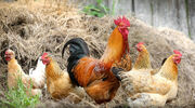 UK supermarket to reduce soya in hen feed by switching to insect-based diet