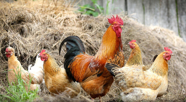 UK supermarket to reduce soya in hen feed by switching to insect-based diet