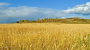 Ukraine planting forecast to be heavily impacted by Russian invasion