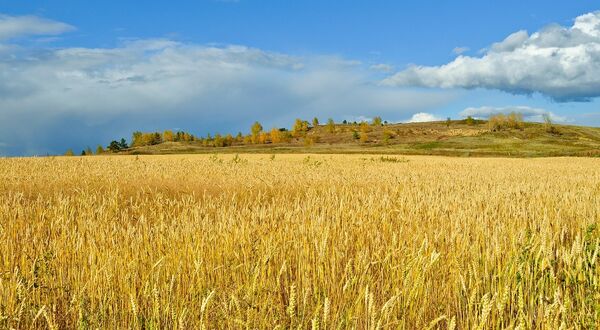 Ukraine planting forecast to be heavily impacted by Russian invasion