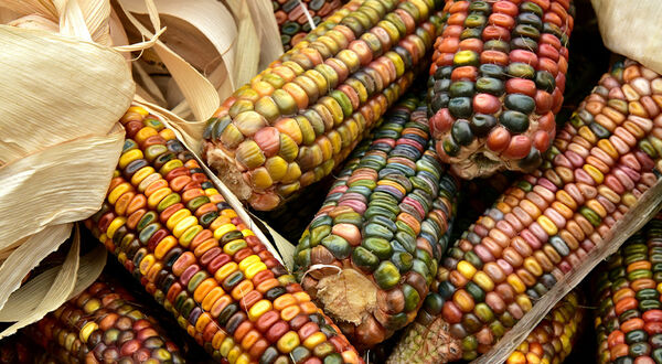 Kenya to begin planting genetically modified corn as country faces severe drought