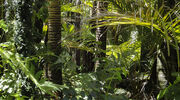 Amazon records doubling of deforestation rate in a decade