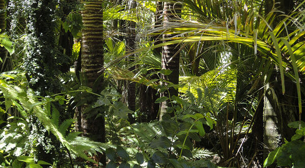Trade associations raise concerns over EU deforestation proposals